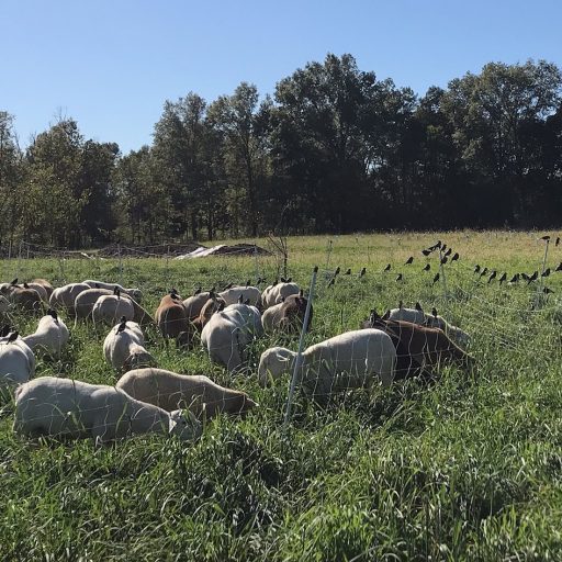 Birds – Semper Grazing Ranch Gone Wild